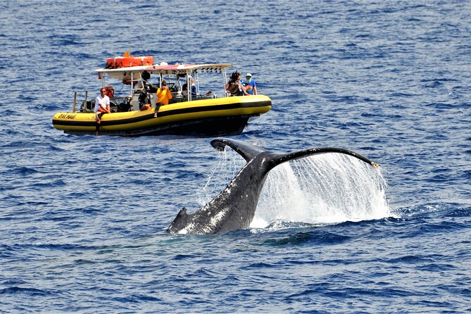 Whale Watching Maui: 2-Hour Small Group Raft Tour from Lahaina - Key things that make this whale watch work