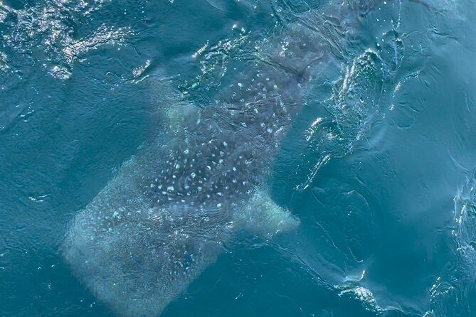 Whale Watching Mirissa Ultimate Tour in Sri Lanka with Breakfast - The wildlife part: how sightings usually happen