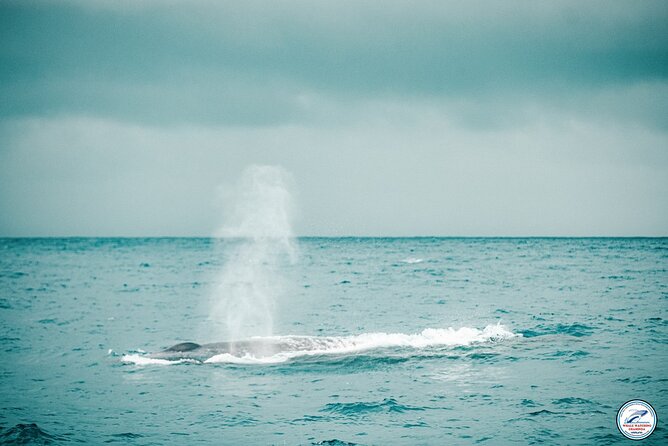Whale Watching Mirissa Ultimate Tour in Sri Lanka with Breakfast - The luxury cruiser comfort details that actually matter