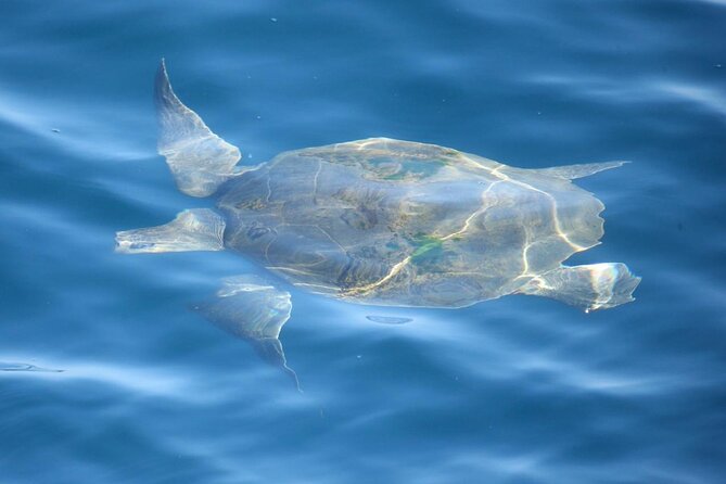 Whale Watching Mirissa with ( WWC ) - Key highlights to know before you go