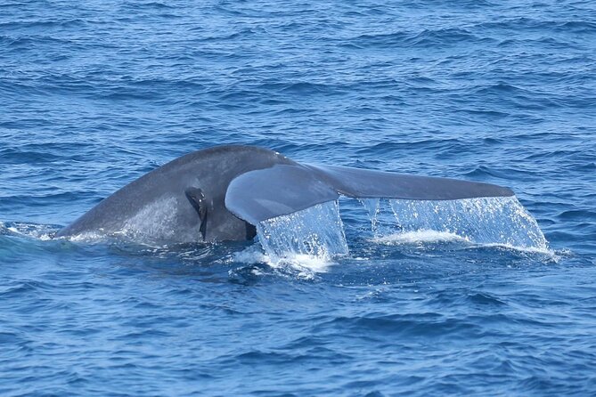 Whale Watching Mirissa with ( WWC ) - Who this tour suits best (and who should rethink it)