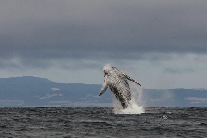 Whale Watching Monterey Bay semi-private limited to 6 people max - Key things to know before you book