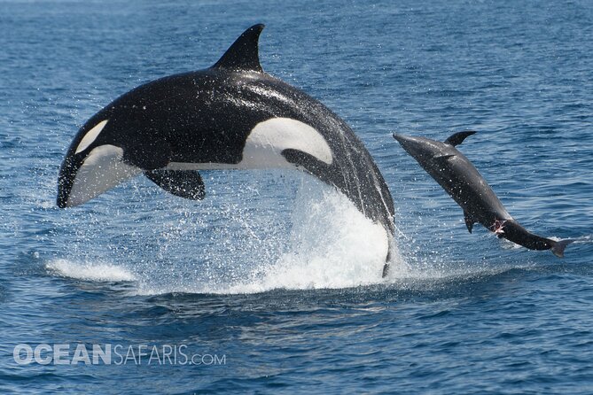Whale Watching Monterey Bay semi-private limited to 6 people max - Captain James and the naturalist style that boosts your odds