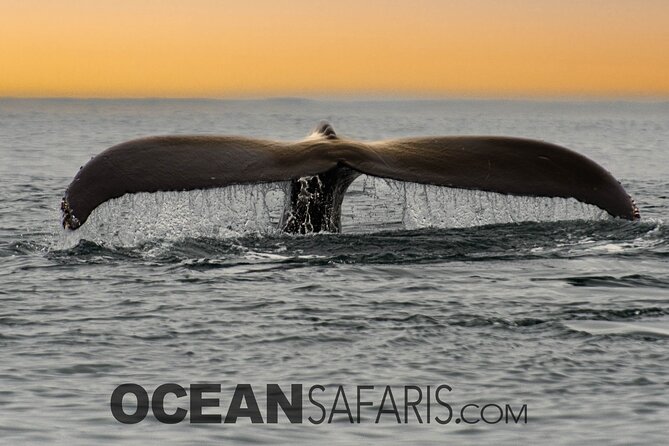 Whale Watching Monterey Bay semi-private limited to 6 people max - Wildlife viewing tips that fit this exact tour style