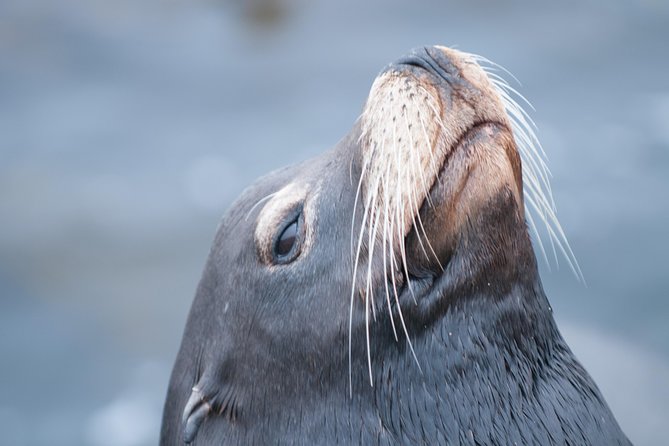 Whale Watching Monterey Bay semi-private limited to 6 people max - Price and what you really get for $199 per person