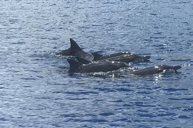 Whale Watching Moorea (non-swimming) - Key Things I’d Bet on (Before You Go)