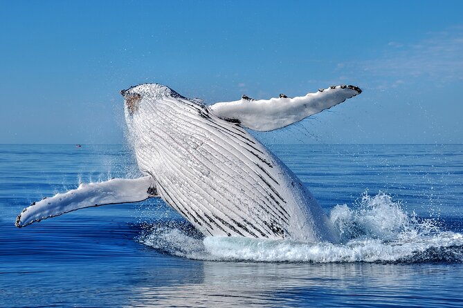 Whale Watching Moorea (non-swimming) - Non-Swimming Whale Watching Around Moorea: How It Works