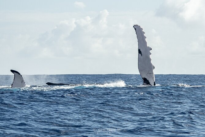Whale Watching Moorea (non-swimming) - Small-Group Boat Comfort and Practical On-Board Reality
