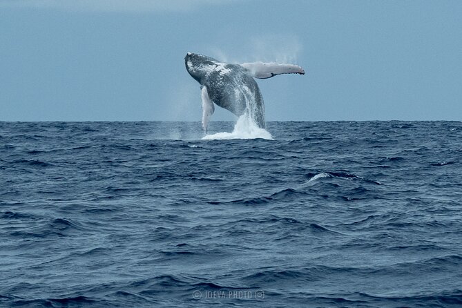 Whale Watching Moorea (non-swimming) - Price and Value: Is $151.83 Worth It?