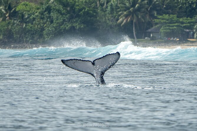 Whale Watching Moorea (non-swimming) - What to Bring (So Your Day Stays Fun)