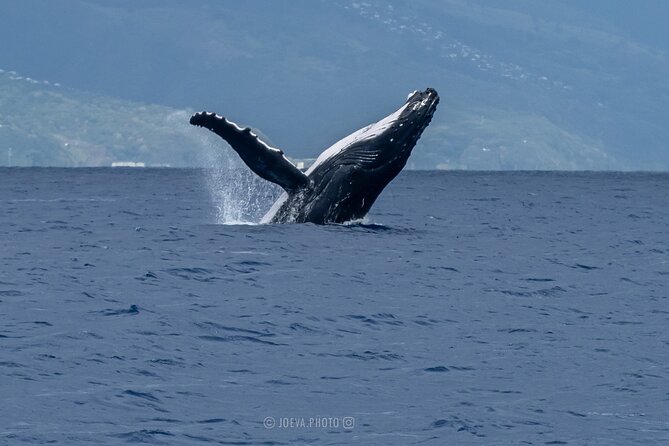Whale Watching Moorea (non-swimming) - Who This Tour Fits Best (And Who Might Want Something Different)