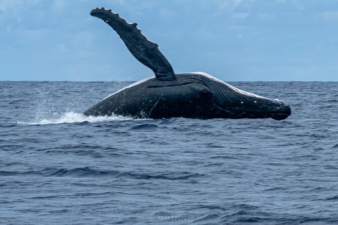 Whale Watching Moorea (non-swimming) - Downsides to Plan For (So You’re Not Caught Off Guard)