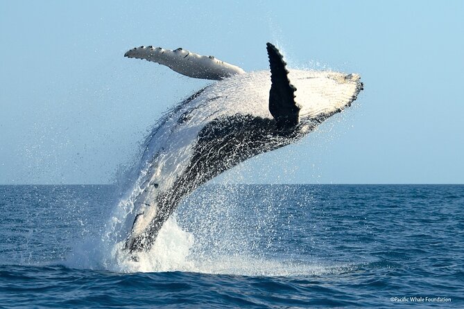 Whale Watching Moorea (non-swimming) - The Snorkel and Stingray/Shark Lagoon Stop (When Time Allows)