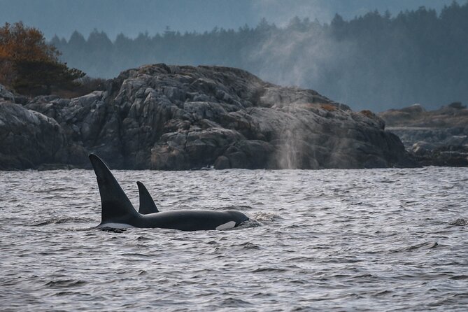 Whale Watching Nanaimo Open Boat Tour - How They Find Whales: VHF Radio, Route Planning, and Staying Productive