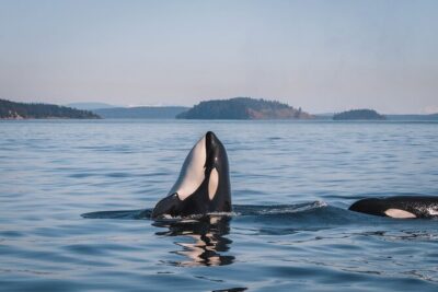 Whale Watching Nanaimo Open Boat Tour - The Open-Boat Experience: Comfort That’s Real, Not Promises