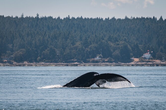 Whale Watching Nanaimo Open Boat Tour - The Main Event: One Full Hour Viewing Whales Up Close