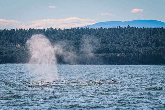 Whale Watching Nanaimo Open Boat Tour - Price and Value: Is $187.75 a Smart Spend?