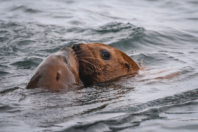 Whale Watching Nanaimo Open Boat Tour - Weather Reality: When the Ocean Changes the Plan