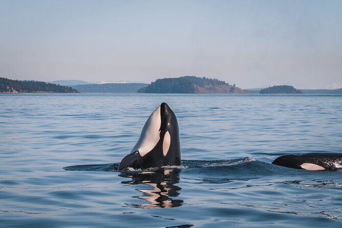 Whale Watching Nanaimo Open Boat Tour - The Open-Boat Experience: Comfort That’s Real, Not Promises
