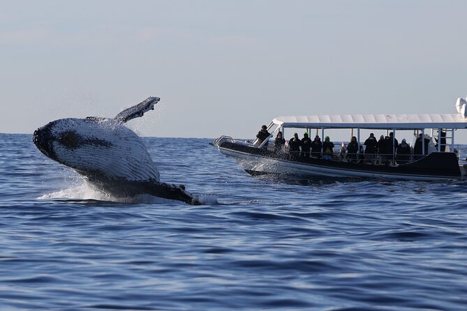 Whale Watching on Speed Boat with canopy from Sydney Harbour - Key highlights to know before you go