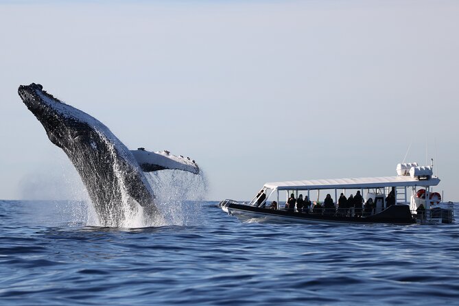 Whale Watching on Speed Boat with canopy from Sydney Harbour - The core idea: why this speed-boat format works