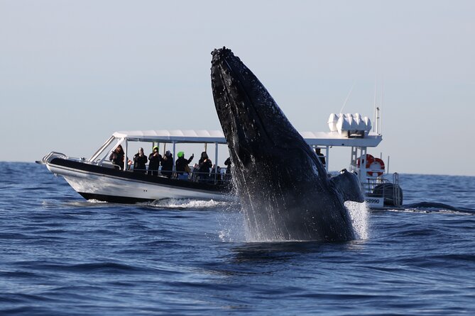 Whale Watching on Speed Boat with canopy from Sydney Harbour - The first sighting zone: passing the Harbour icons at speed