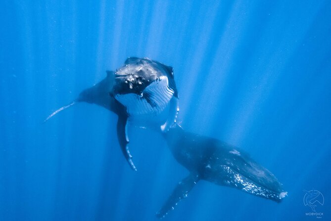 Whale watching on the preserved and quiet coast of Paea (Pk26) - Key things to know before you go
