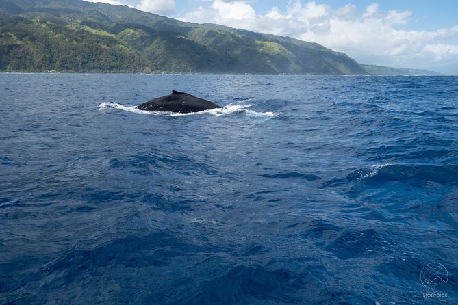 Whale watching on the preserved and quiet coast of Paea (Pk26) - Price and what you actually get for it