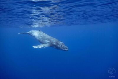 Whale watching on the preserved and quiet coast of Paea (Pk26) - The Stenella boat experience: modern comfort, not cramped chaos