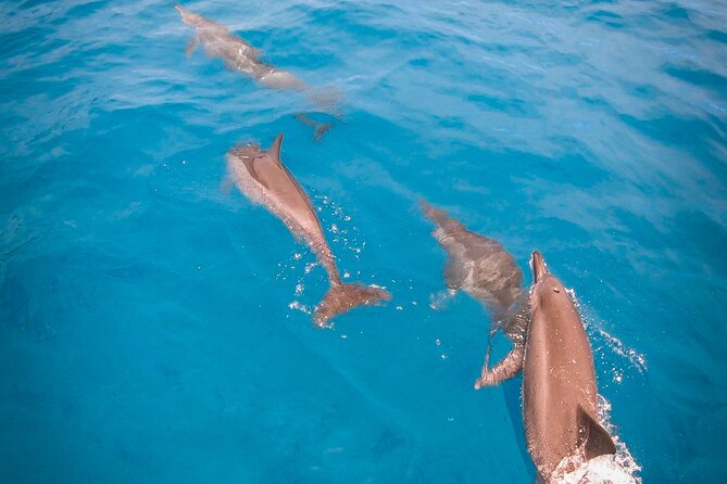 Whale watching on the preserved and quiet coast of Paea (Pk26) - What you can realistically see in 4 hours