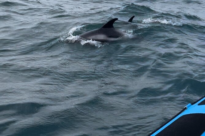 Whale Watching - RIB Boat Adventure in Kopavogur, Iceland - Timing That Makes Sense: A Full Experience in About 2 Hours