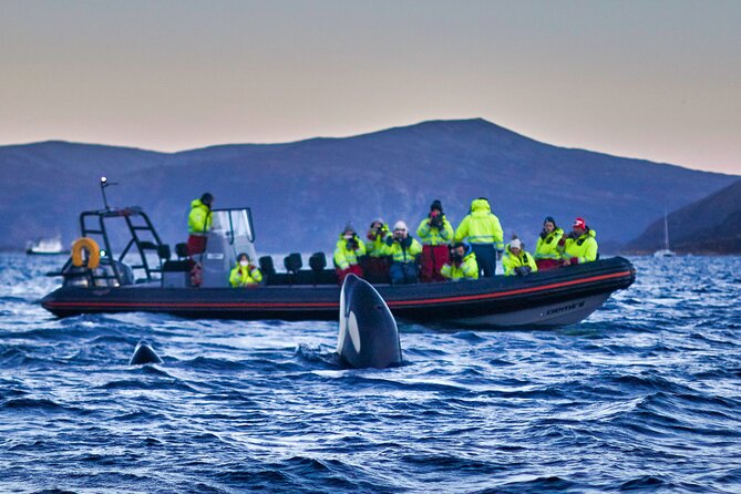 Whale Watching RIB Boat Tour in Skjervoy from Tromso - The drive to Skjervøy: daylight clocks and real-world delays
