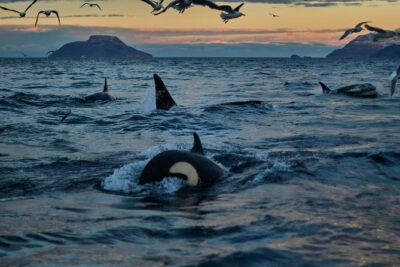 Whale Watching RIB Boat Tour in Skjervoy from Tromso - Skjervøy outfitting: suits, mittens, and the cold you can plan for