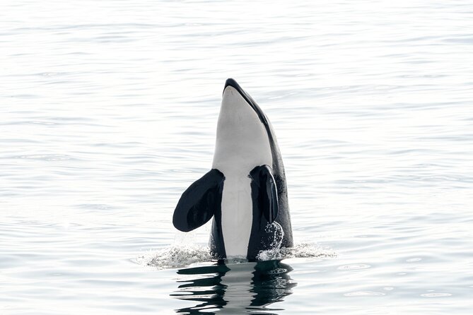 Whale Watching RIB Boat Tour in Skjervoy from Tromso - What makes this tour good value at $365.81