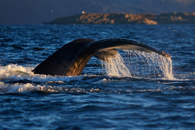 Whale Watching RIB Boat Tour in Skjervoy from Tromso - What to pack so you feel human (not just bundled)