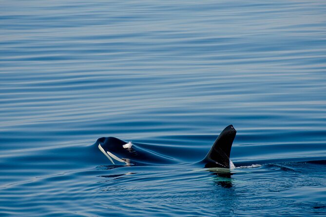 Whale Watching RIB Boat Tour in Skjervoy from Tromso - Weather rules and who should book (and who shouldn’t)