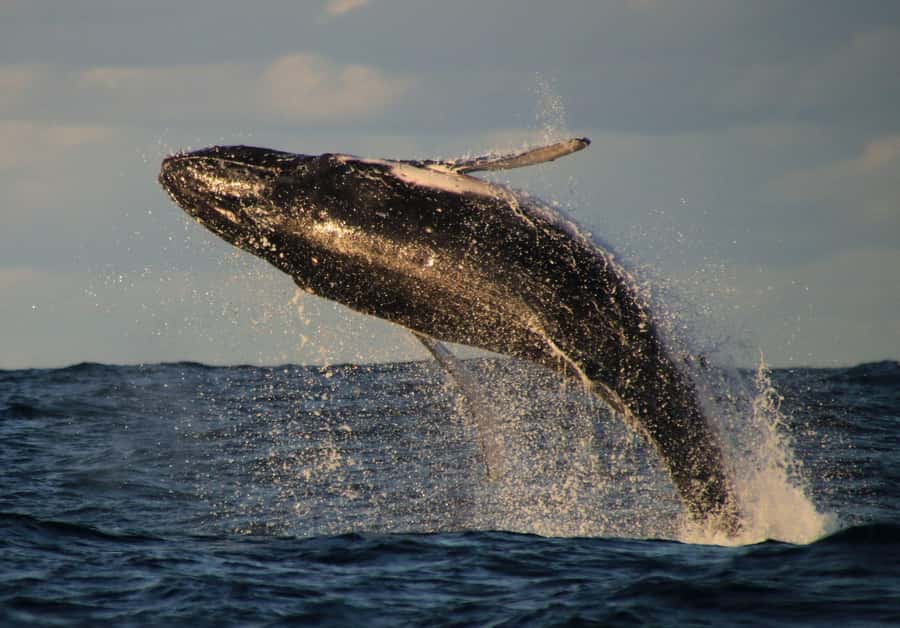 Whale Watching Safari Byron Bay - Key Highlights You’ll Actually Care About