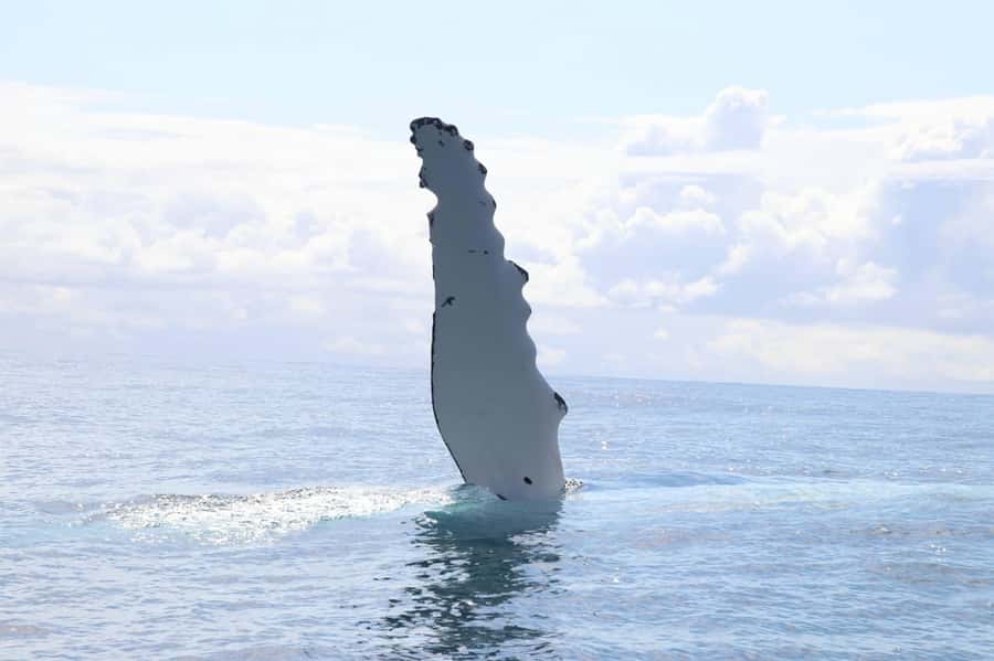 Whale Watching Safari Byron Bay - Humpbacks Off Byron: The Real Reason This Trip Hits Different