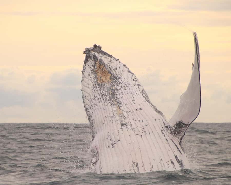 Whale Watching Safari Byron Bay - How 360-Degree Searching Works (And Why It’s Better Than You Think)