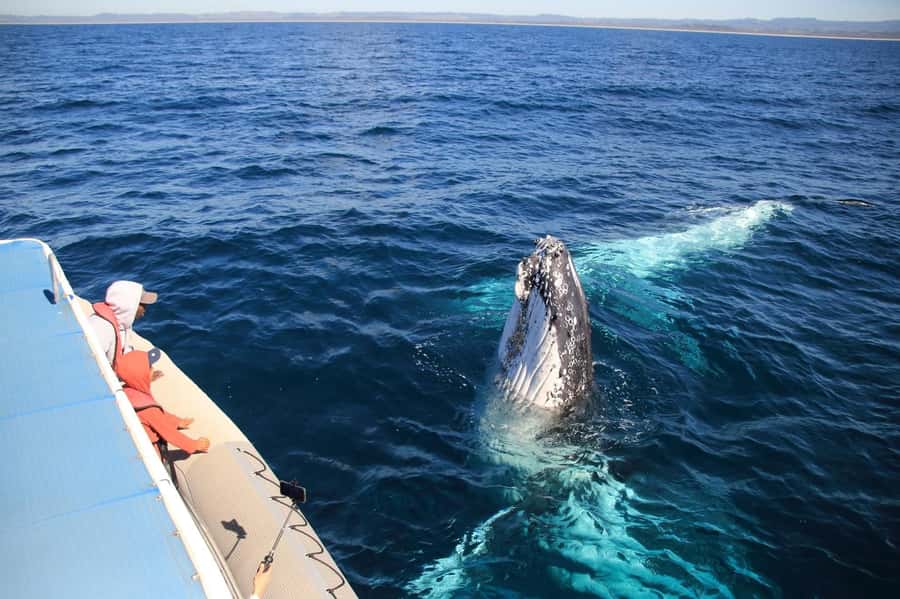 Whale Watching Safari Byron Bay - Apollo 2 From Brunswick Heads: Where the Adventure Starts
