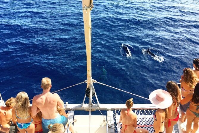Whale Watching Sail in Honolulu with Open Bar - How Boarding Works (and Why Footwear Matters More Than You Think)