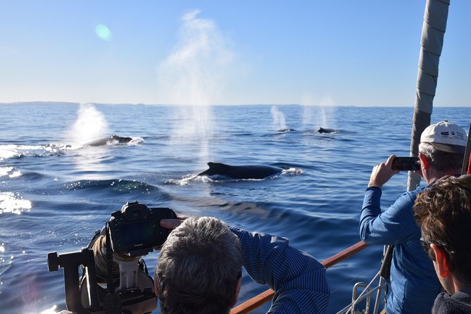 Whale Watching Sailing Experience in Sydney - Key things you’ll notice on this whale watching sail