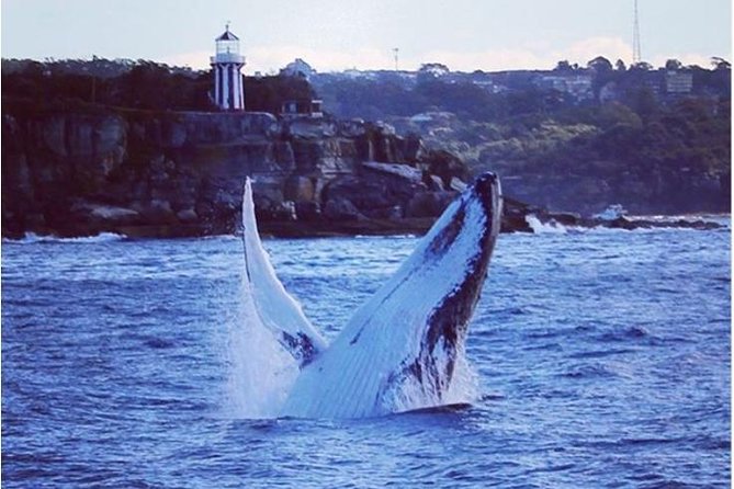 Whale Watching Sailing Experience in Sydney - A three-hour plan built around humpbacks, not rushing
