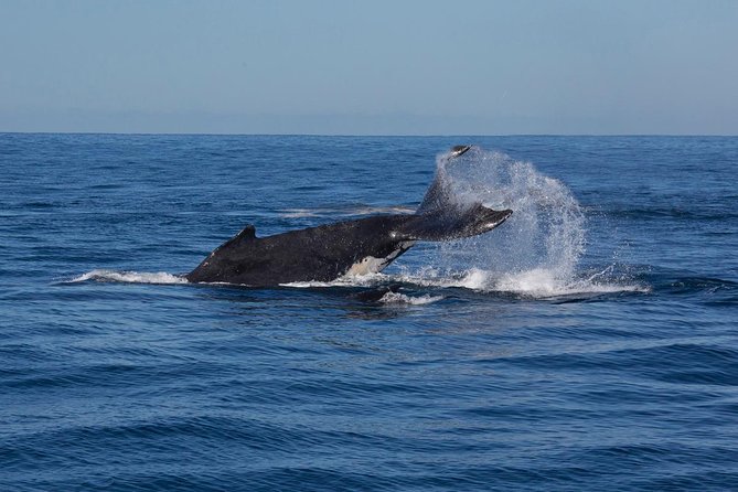 Whale Watching Sailing Experience in Sydney - Small-group format: the real value behind the max of 12