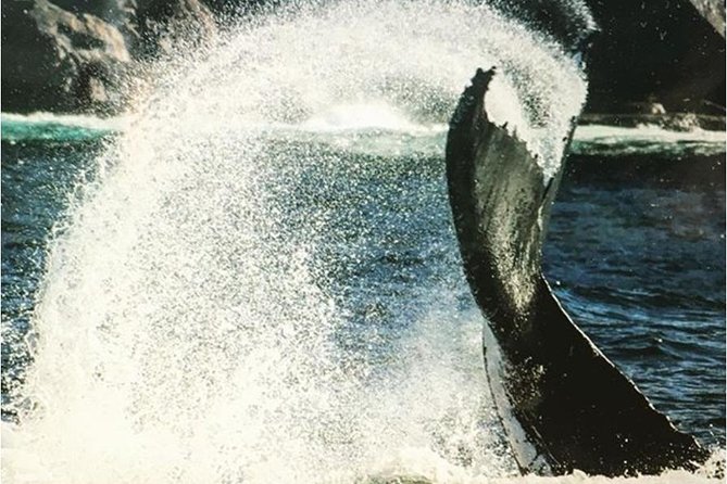 Whale Watching Sailing Experience in Sydney - Comfort and motion sickness: plan ahead or you’ll lose the trip
