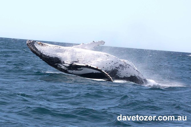 Whale Watching Sailing Experience in Sydney - Price and value: what $71.01 buys you in Sydney