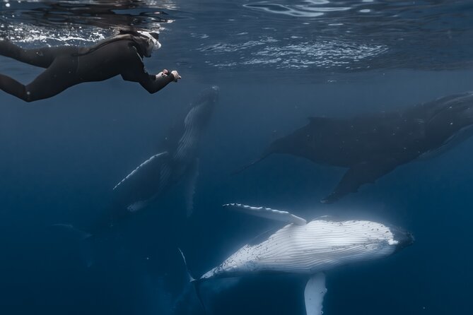 Whale Watching Shared Half Day - The in-water swim: when it happens, and what to expect