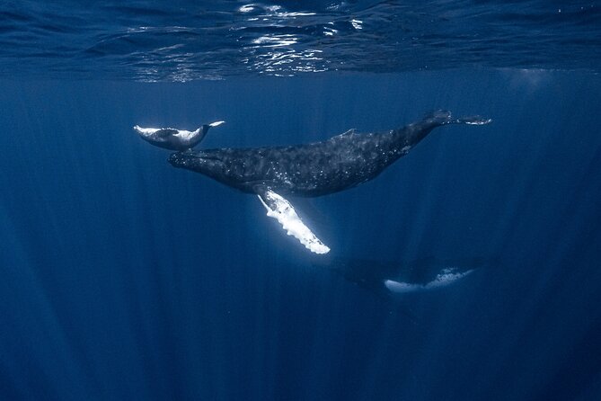 Whale Watching Shared Half Day - What you’ll do around Moorea while hunting humpbacks
