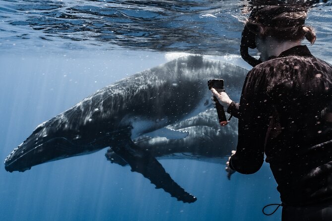 Whale Watching Shared Half Day - Wildlife respect is part of the value
