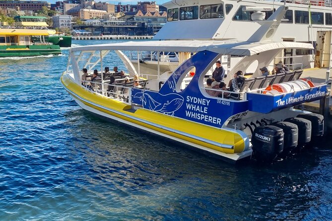 Whale Watching Sydney - Key highlights before you go